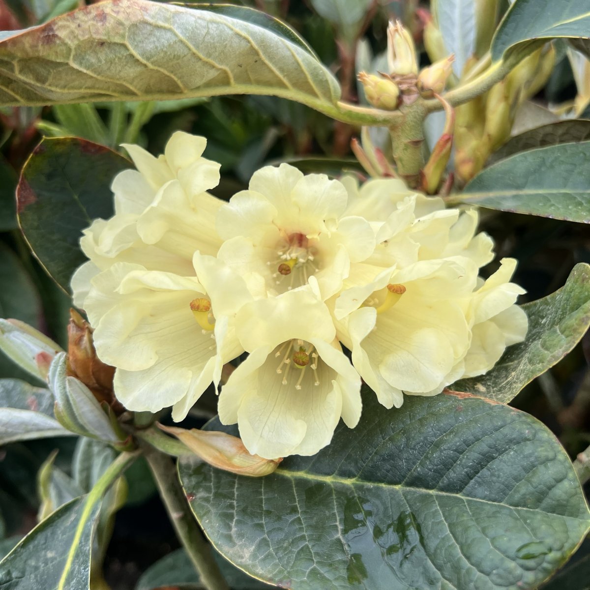Rododendron - Rhododendron hybr. King Size (Storlek: 30-40 C5)