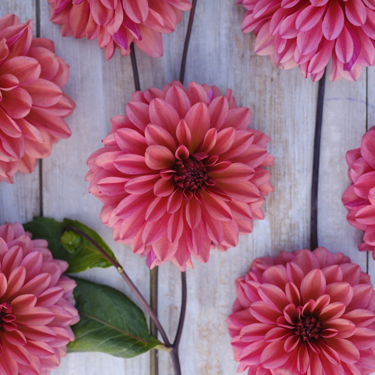 Dahlia Dekorativ Klara Zak 1st - Dahlia x pinnata Klara Zak