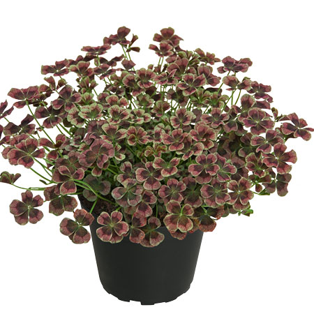 Kl&ouml;ver, Stickling 3-pack - Trifolium repens Angel Clover&trade; Chocolat