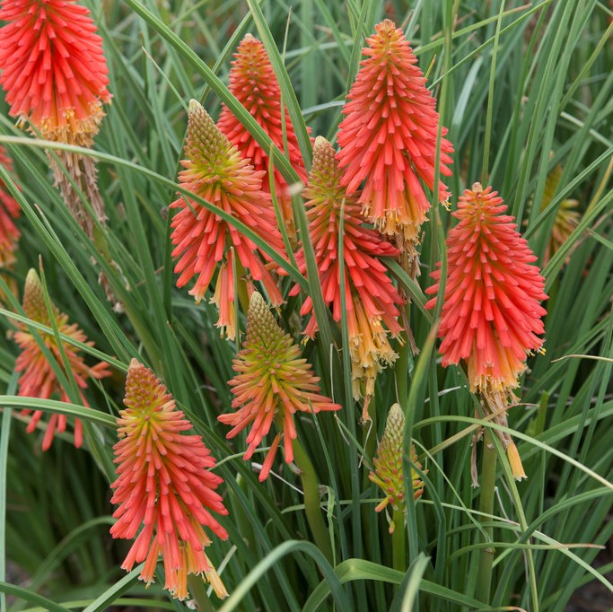 Rabattfackellilja - Kniphofia cultorum Papaya Popsicle ® (Krukstorlek: 2L)