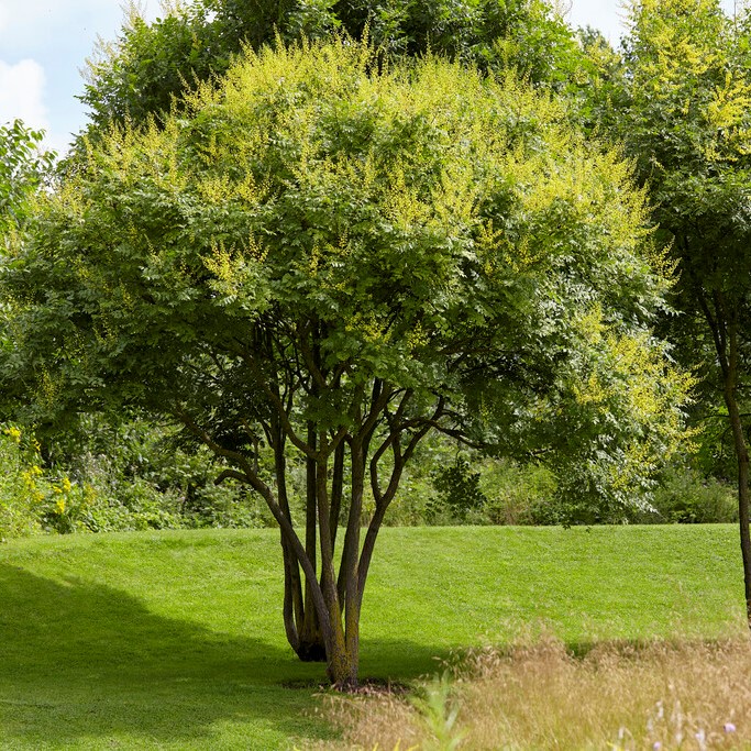 Kinestr&auml;d - Koelreuteria paniculata (Storlek: 60-80 C5)