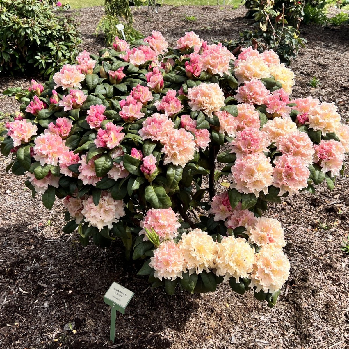 Rododendron - Rhododendron hybr. Kotnov &reg; (Storlek: 30-40 C5)