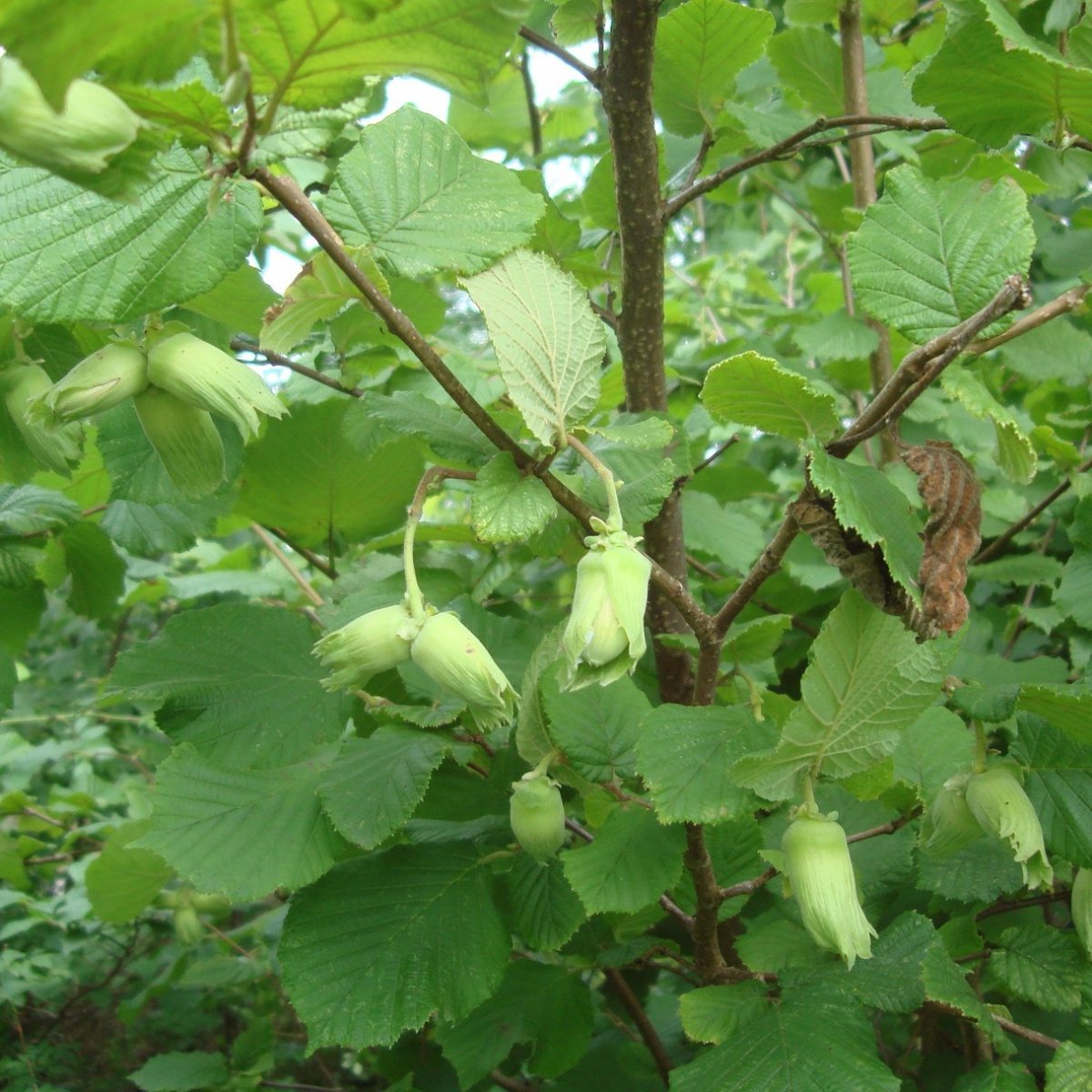 L&aring;nghassel - Corylus maxima Lambert Filbert (Storlek: busk C7,5)