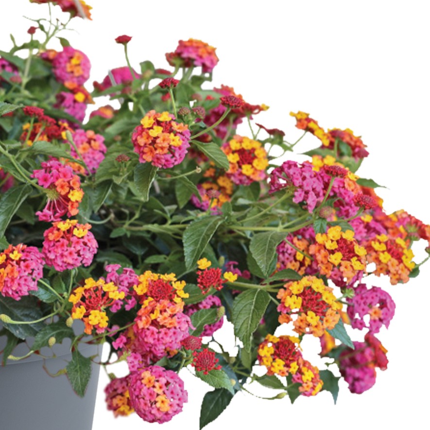 Eldkrona, Stickling 3-pack - Lantana camara PassionFruit Rose and Yellow