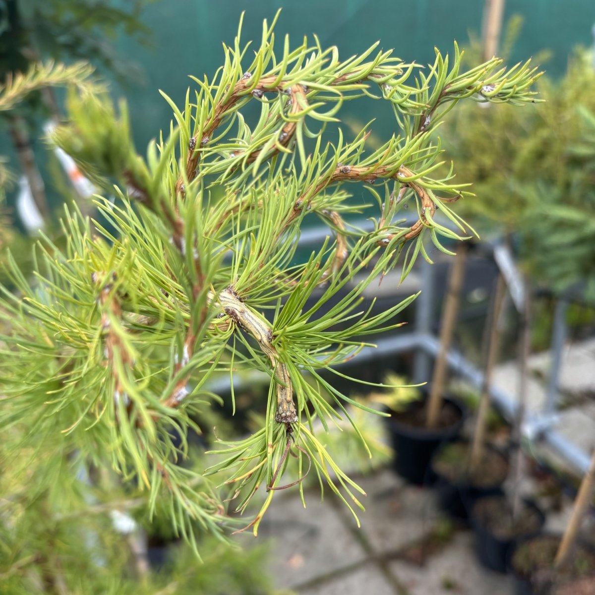 Europeisk lärk - Larix decidua Horstmann (Storlek: 90 stam C5)