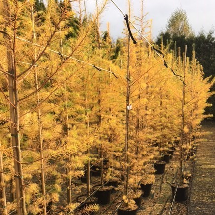 Hybridl&auml;rk - Larix eurolepis (Storlek: utr 150-175 C7,5)