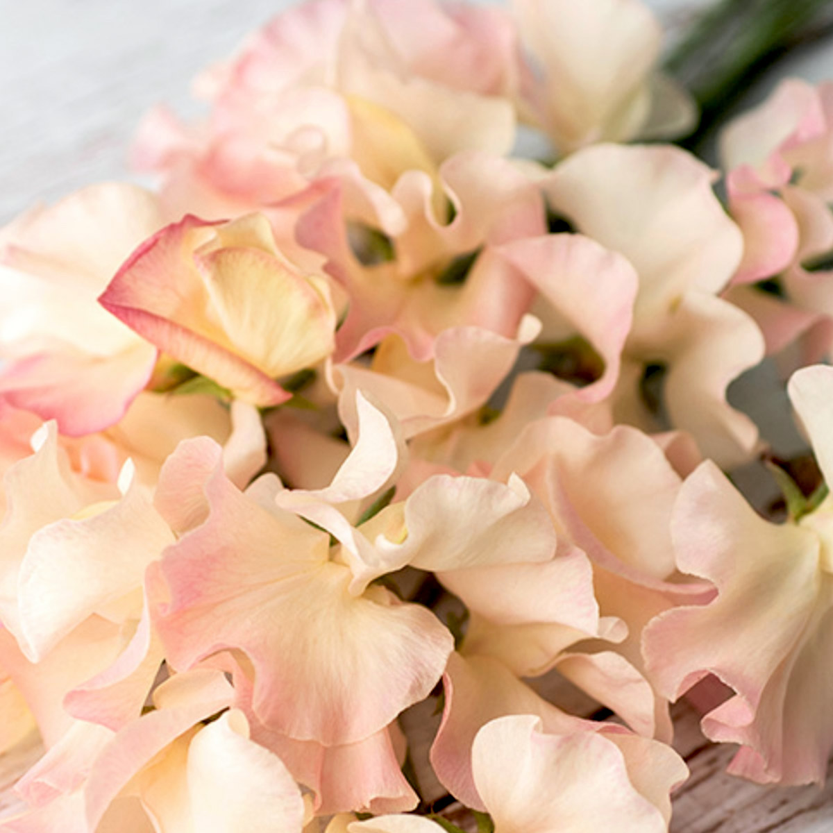 Lukt&auml;rt Mollie Rilstone - Lathyrus odoratus Mollie Rilstone