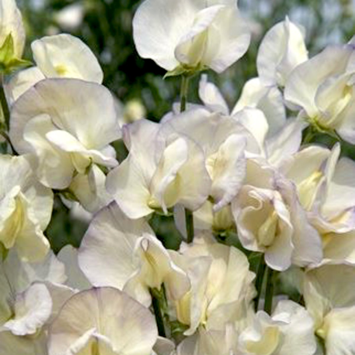 Lukt&auml;rt Spencer Old Times - Lathyrus odoratus Spencer Old Times