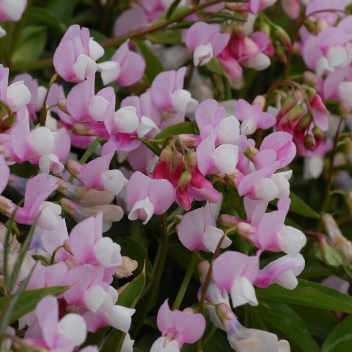 V&aring;r&auml;rt - Lathyrus vernus Roseus (Krukstorlek: 0,5-1L)