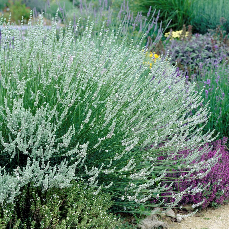 Lavendel, Stickling 3-pack - Lavandula angustifolia Edelweiss