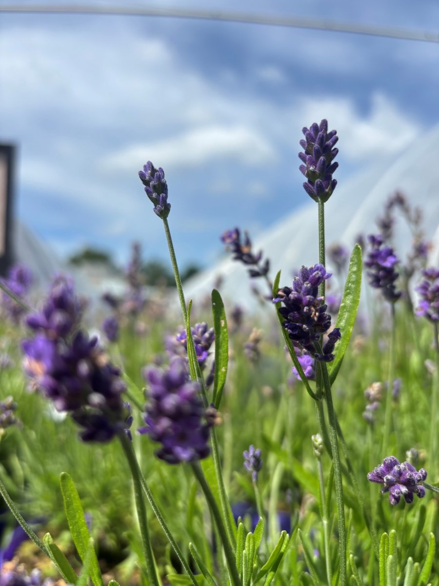 Lavendel - Lavandula angustifolia Essence Purple (Storlek: C2,5)