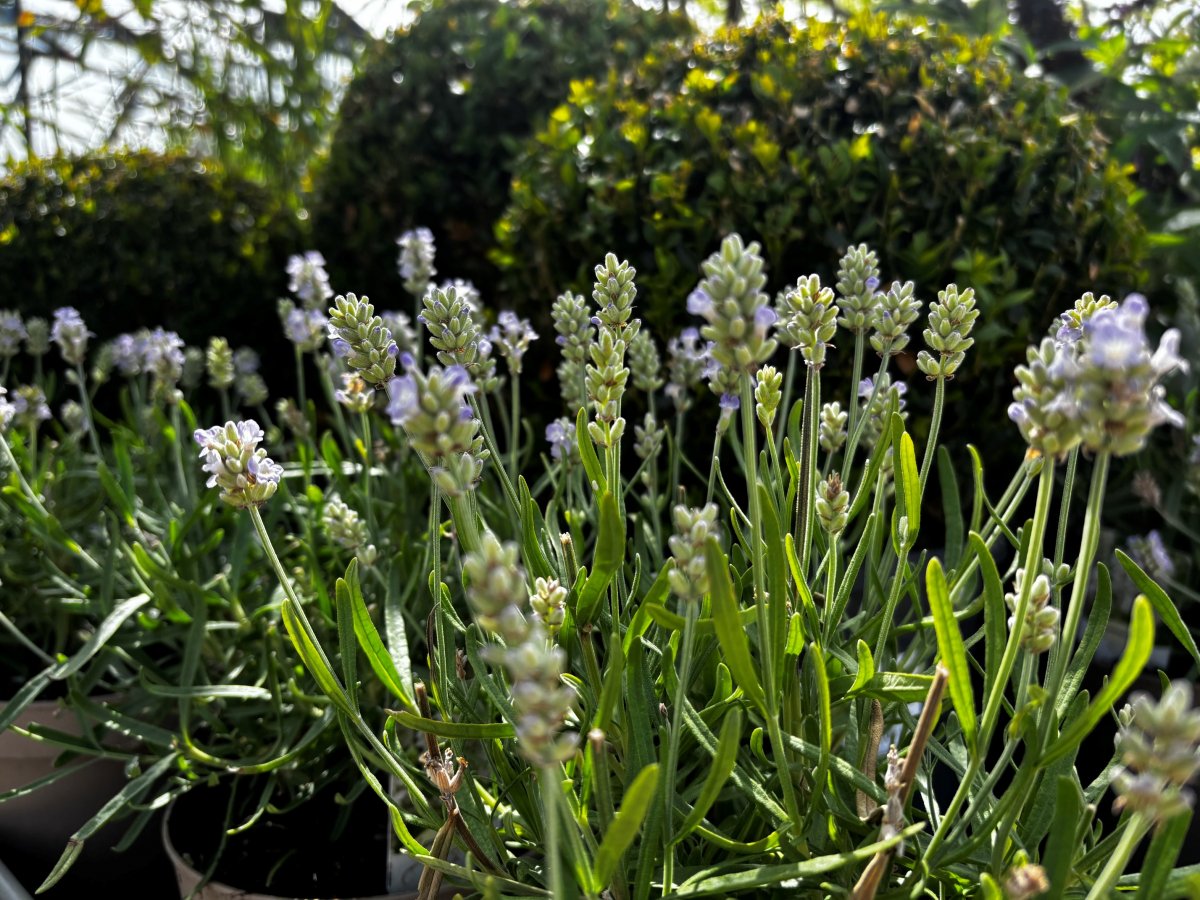 Lavendel - Lavandula angustifolia Essence White (Storlek: C2,5)