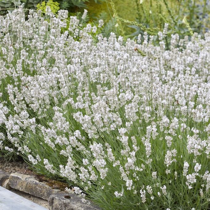 Lavendel - Lavandula angustifolia Hidcote White (Krukstorlek: 0,5-1L)