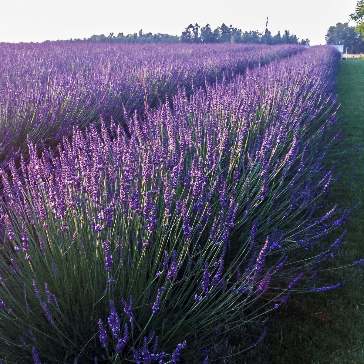 Lavandin - Lavandula x intermedia Phenomenal (Niko) (Krukstorlek: 0,5-1L)
