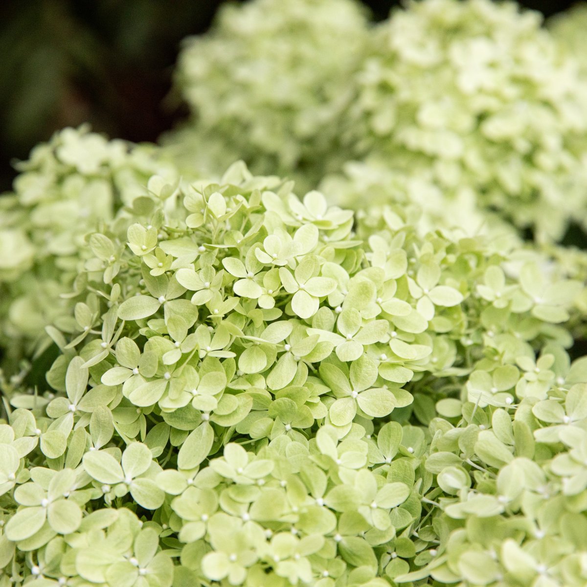 Vipphortensia - Hydrangea paniculata Greenlight ® (Storlek: busk C2)