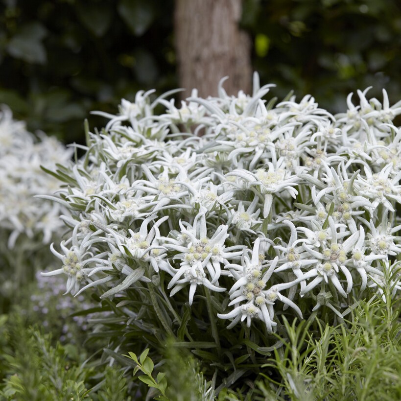 Edelweiss - Leontopodium alpinum Blossom of Snow ® (Krukstorlek: 0,5-1L)