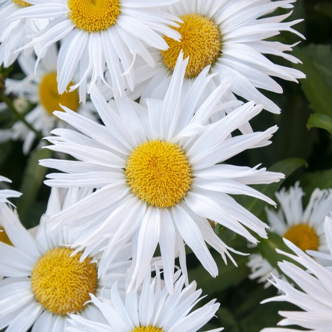 J&auml;ttepr&auml;stkrage - Leucanthemum x superbum Madonna (Krukstorlek: 0,5-1L)