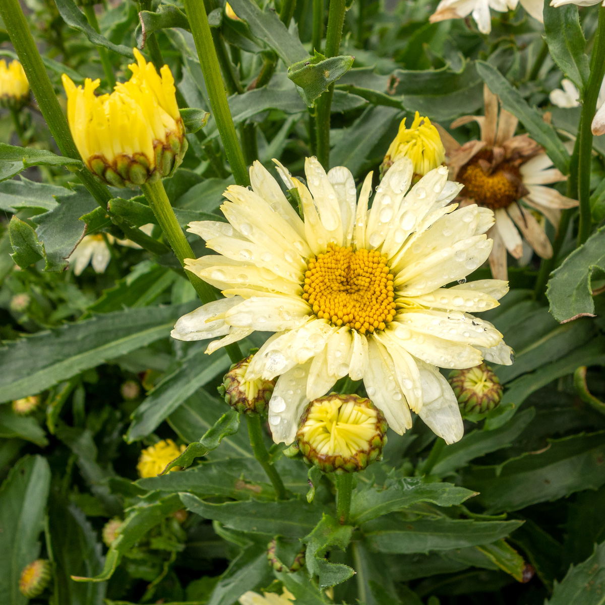 J&auml;ttepr&auml;stkrage - Leucanthemum x s. Broadway Lights (Leumayel) (Storlek: 0,5-1L)
