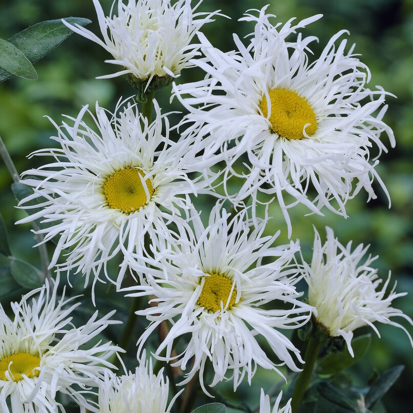 Jätteprästkrage - Leucanthemum x superbum Old Court Variety (Krukstorlek: P9cm)
