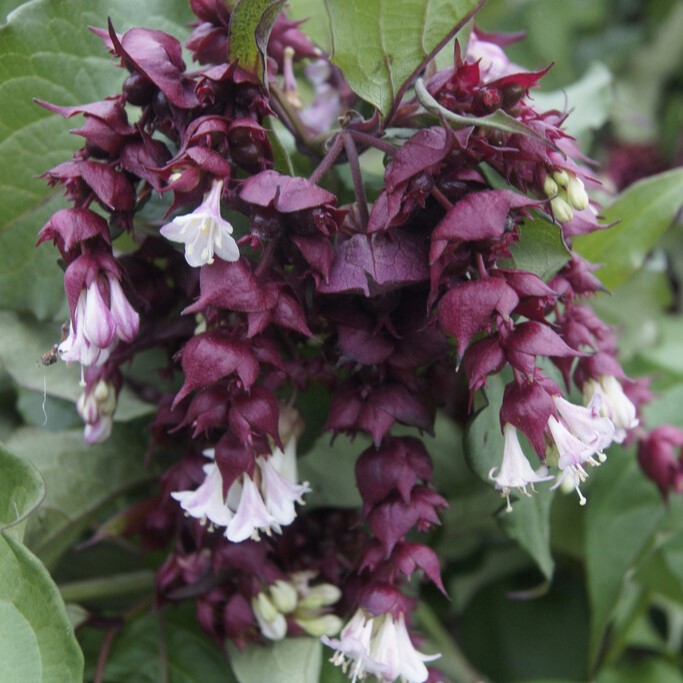 Fasanbuske - Leycesteria formosa Purple Rain (Storlek: 40-50 C3)