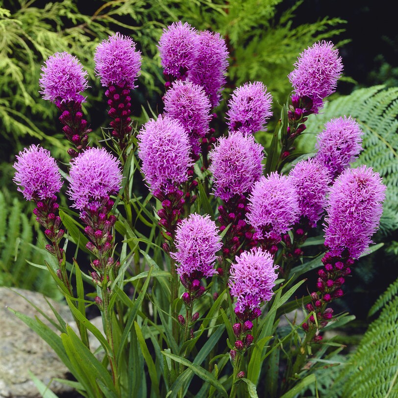 Rosenstav - Liatris spicata Kobold (Krukstorlek: 0,5-1L)
