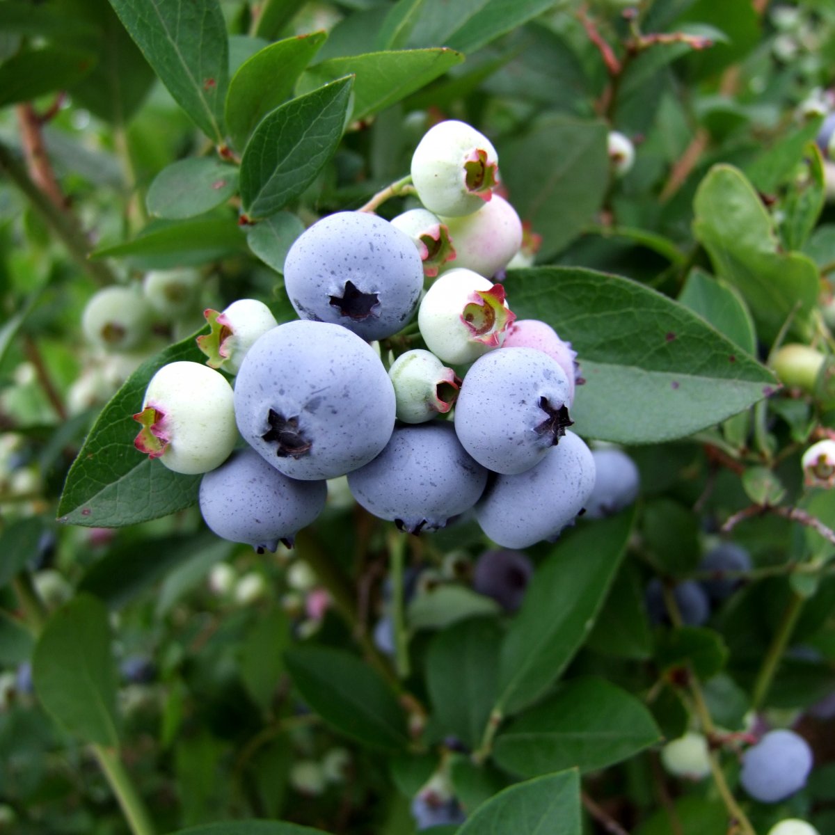 Amerikanskt Bl&aring;b&auml;r - Vaccinium corymbosum Liberty &reg; (Storlek: busk C2,5)
