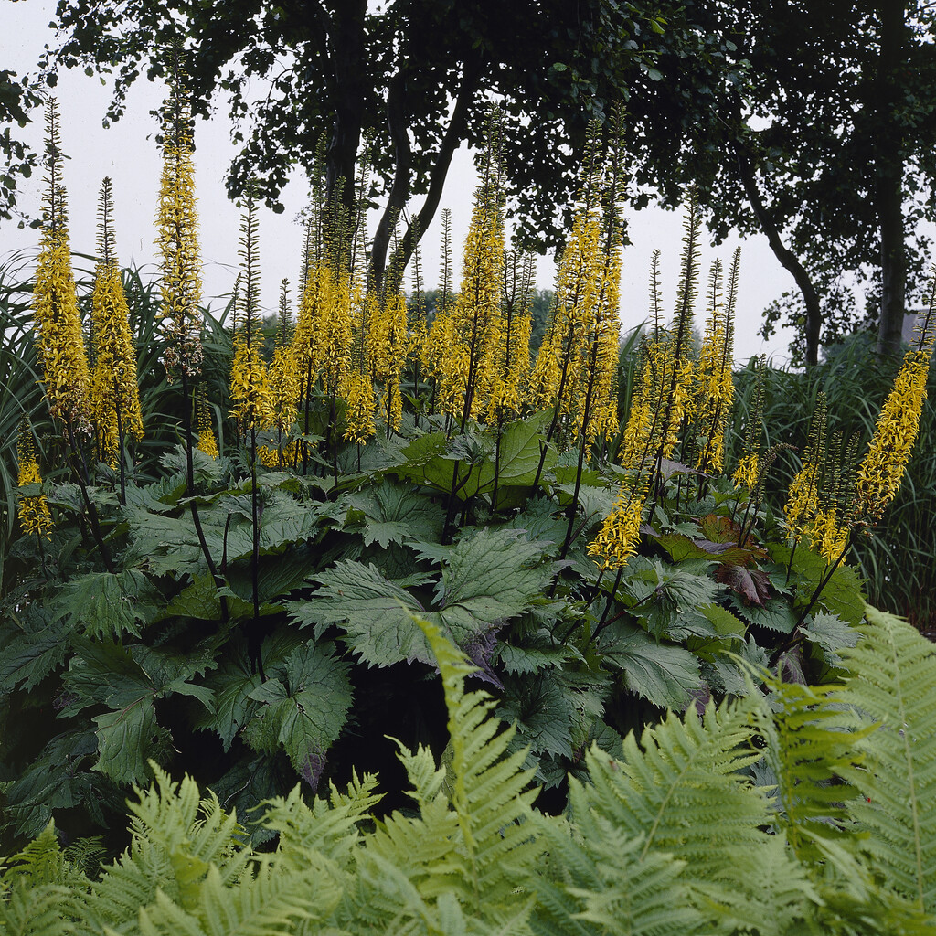 M&ouml;rk Gullstav - Ligularia stenocephala The Rocket (Krukstorlek: 0,5-1L)