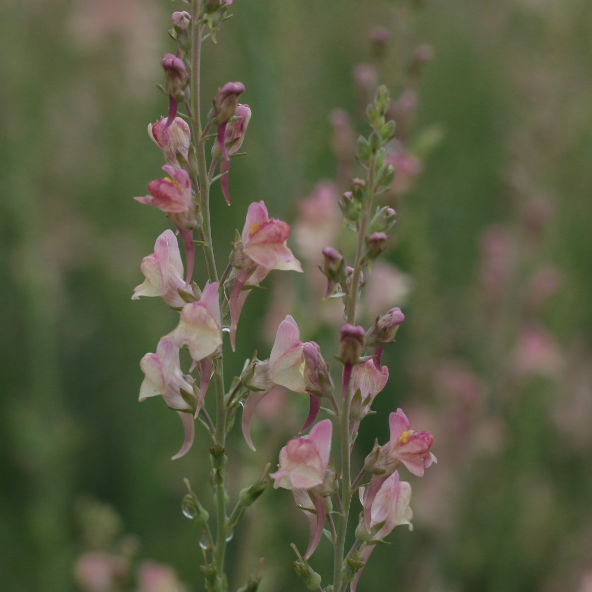 Purpursporre - Linaria purpurea Peachy (Krukstorlek: 0,5-1L)