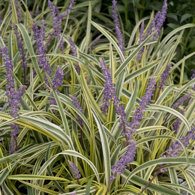 Humlesuga - Betonica officinalis Summer Snow Co (Krukstorlek: 0,5-1L: )