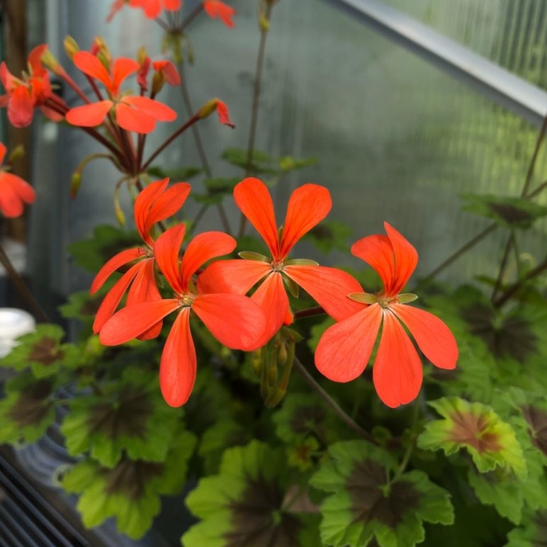 Dv&auml;rg-dekorativpelargon, kruka - Pelargonium x hortorum Little Fi-Fine