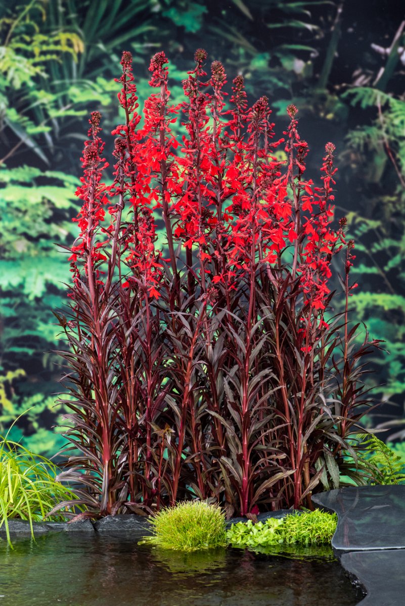 Kardinallobelia - Lobelia cardinalis Queen Victoria
