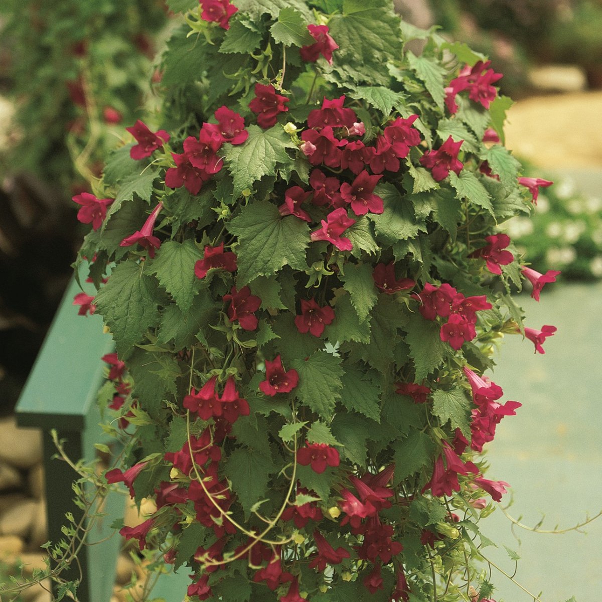 Lejongapsranka, Stickling 3-pack - Lophospermum Lofos &reg; Wine Red