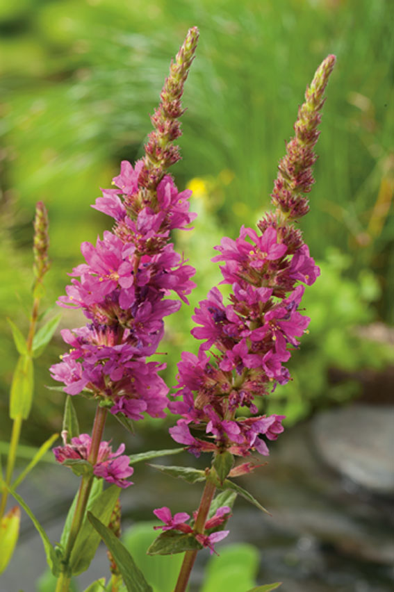 Fackelblomster - Lythrum salicaria