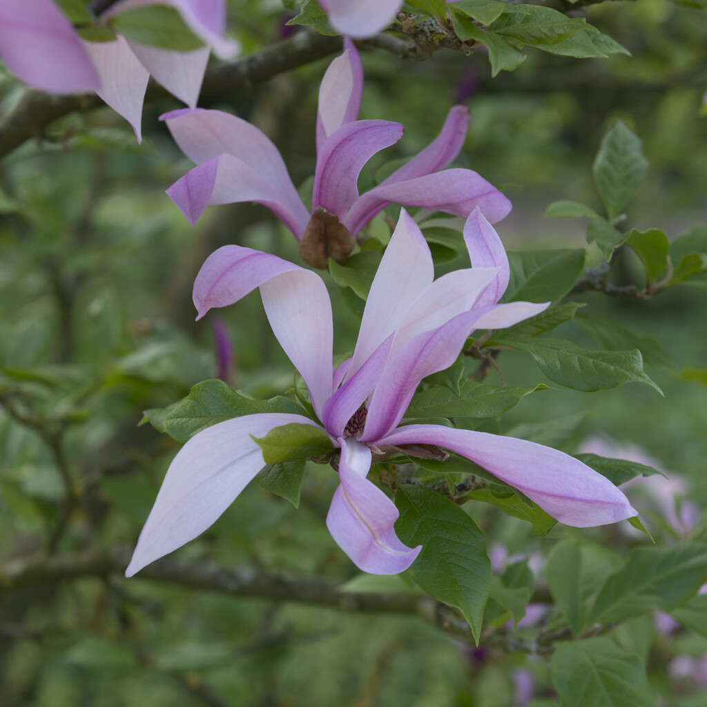 Rosenmagnolia - Magnolia liliiflora Betty (Storlek: 50-60 C5)