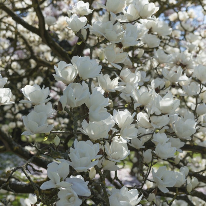 Yulanmagnolia - Magnolia denudata Double Diamond (Storlek: 60-80 C5)