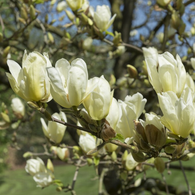 Magnolia - Magnolia Elizabeth (Storlek: 80-100 C10)