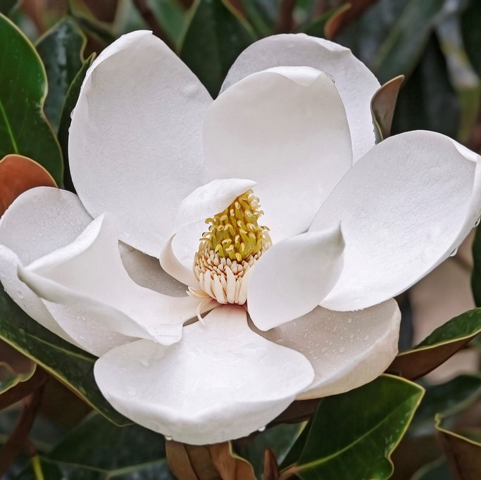 Läs mer om Magnolia grandiflora, Kungsmagnolia