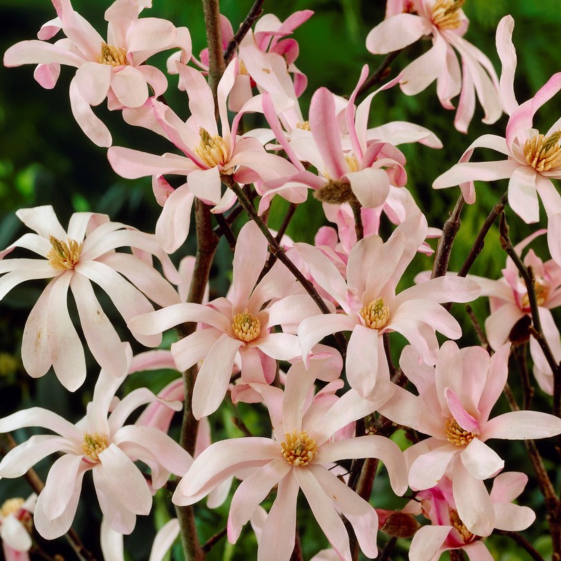 Stj&auml;rnmagnolia - Magnolia stellata Rosea (Storlek: 100 stam C10)