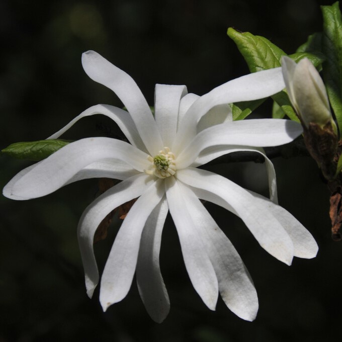 Stj&auml;rnmagnolia - Magnolia stellata Waterlily (Storlek: 50-60 C3)