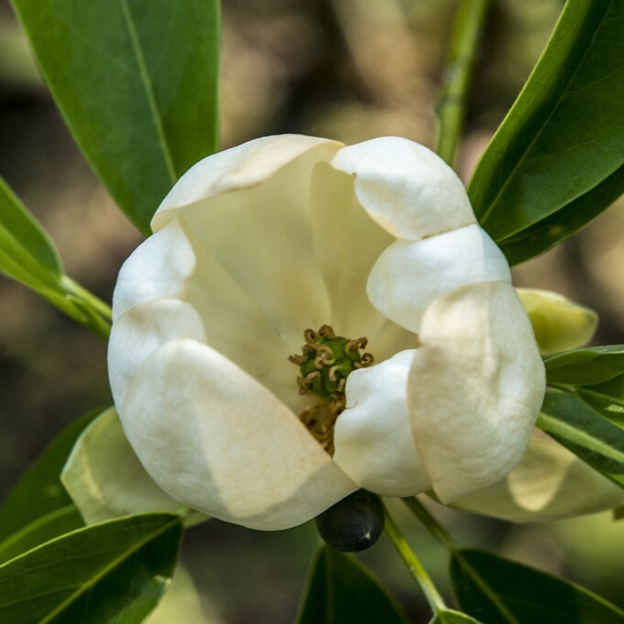Virginiamagnolia - Magnolia virginiana (Storlek: 50-60 C2)