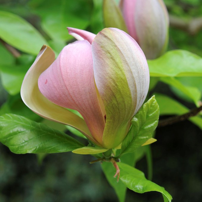 Brooklynmagnolia - Magnolia x brooklynensis Woodsman (Storlek: 150-175 C10)