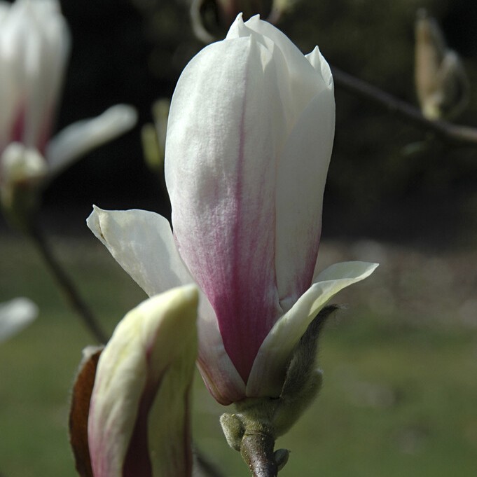 Praktmagnolia - Magnolia x soulangeana Superba (Storlek: busk C3)