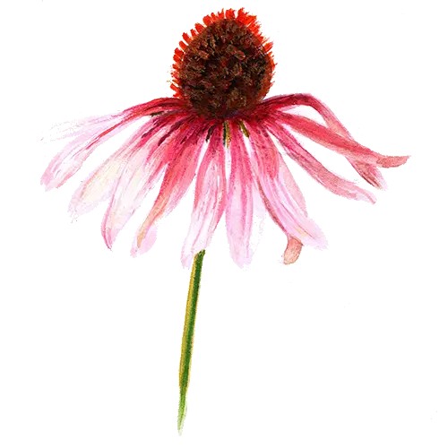 Solhatt, R&ouml;d, Magnus - Echinacea purpurea Magnus