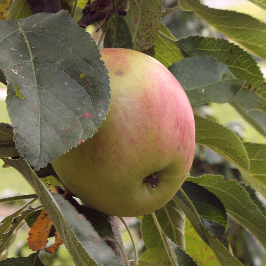 Pelar&auml;pple - Malus domestica Redcats (Storlek: stam MM106 2 &aring;rs co)