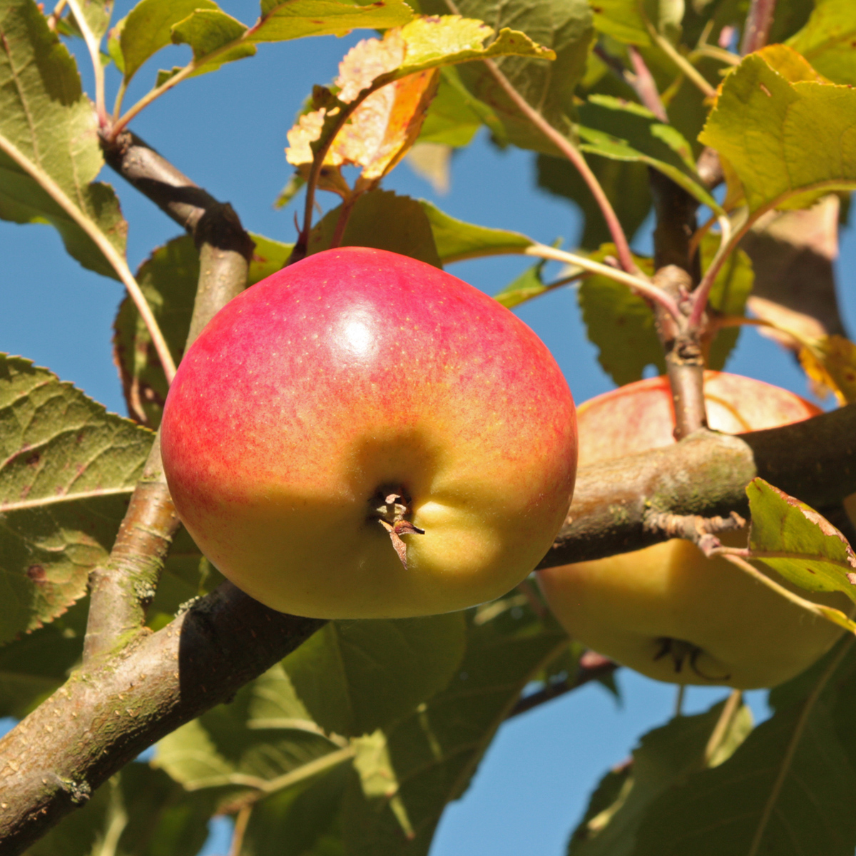 H&ouml;st&auml;pple L&aring;g Stam - Malus domestica Rubinola (Storlek: stam B9 2 &aring;rs co)