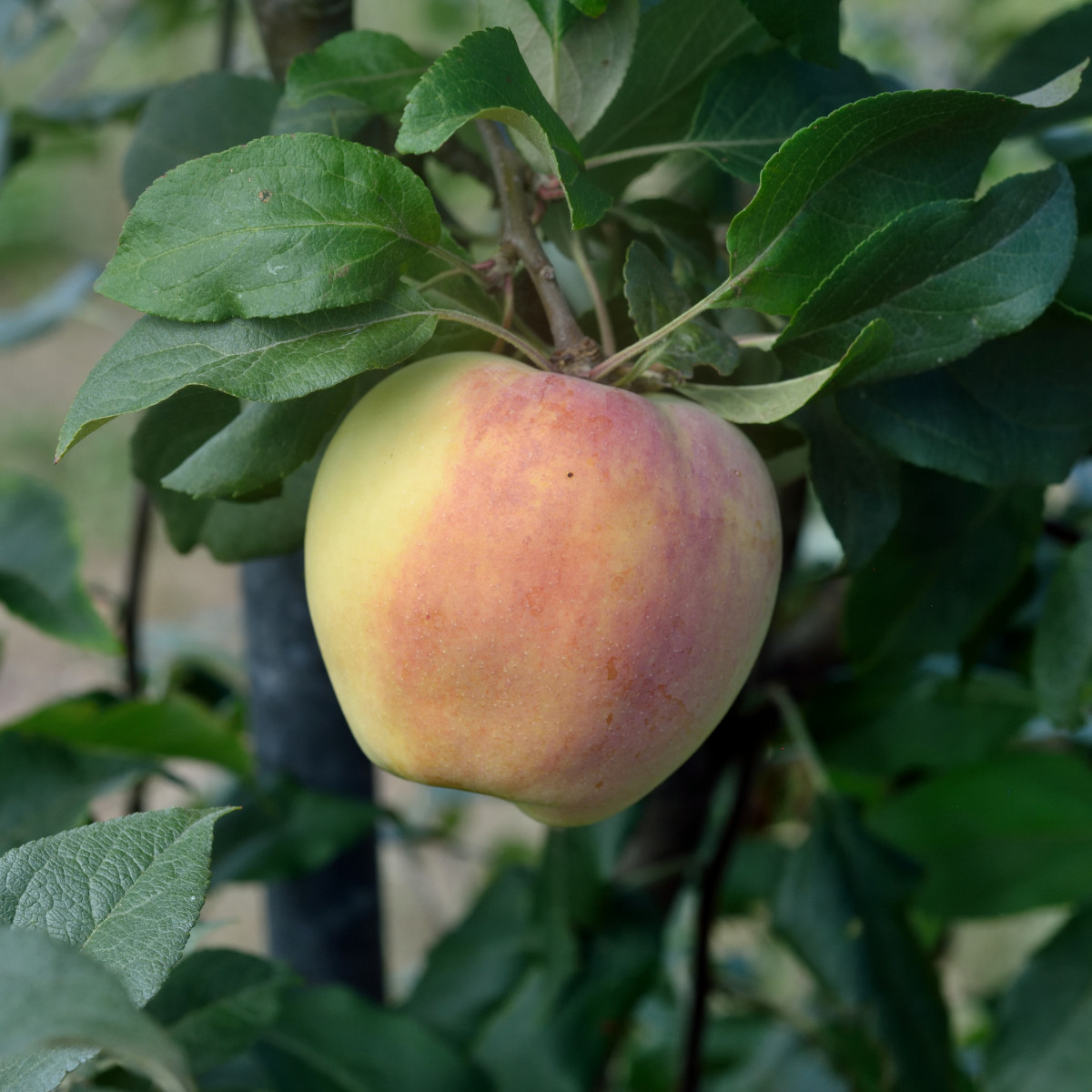 Sommar&auml;pple L&aring;g Stam Norrbottens Landskaps&auml;pple - Malus domestica Silva E (Storlek: stam P60 2 &aring;rs co)