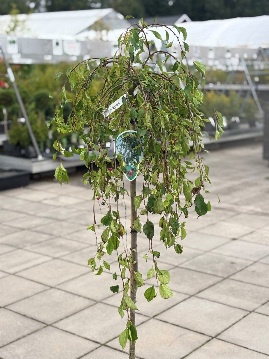 Prydnadsapel - Malus Fontana (Storlek: 120 stam C7,5)
