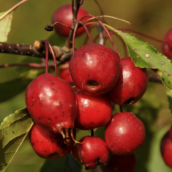Pelarapel - Malus x purpurea Red Obelisk (Storlek: utr 175-200 C10)