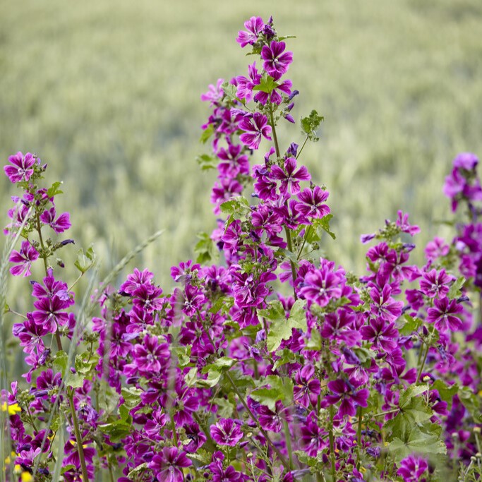 Stor Rödmalva - Malva sylvestris subsp. Mauritanica (Krukstorlek: 0,5-1L)