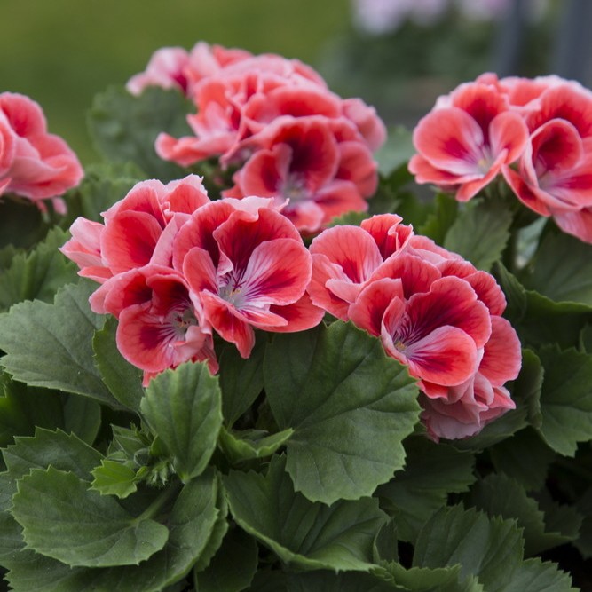 Engelsk Pelargon, kruka - Pelargonium grandiflorum Mandarin &reg;